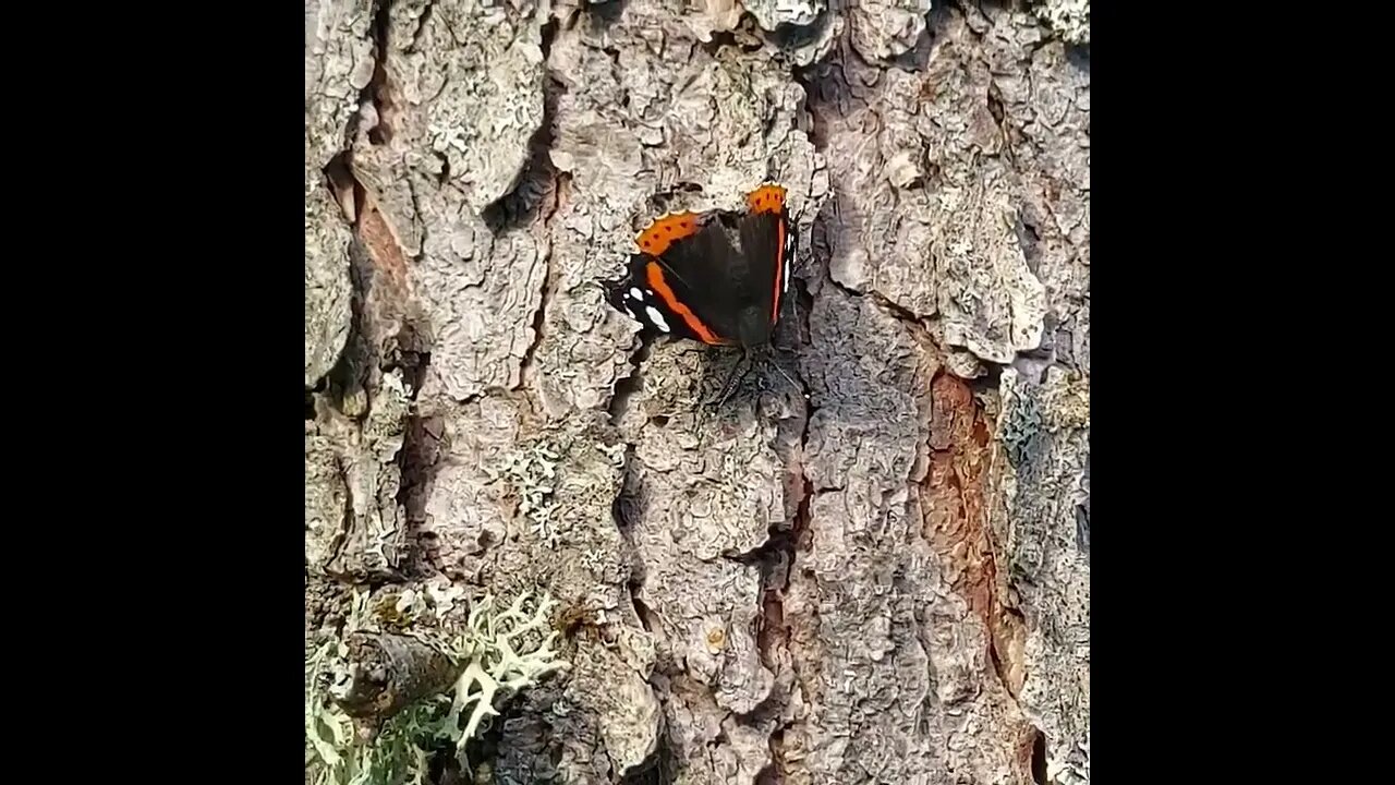 Pretty Butterfly 🦋 #shorts