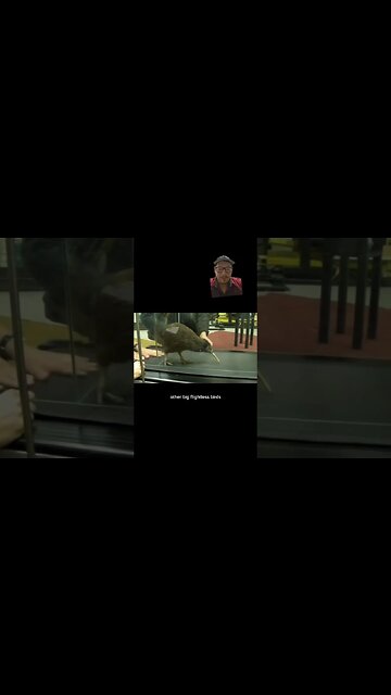 Kiwi birds lay massive eggs