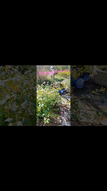 Popping Plants Flowers