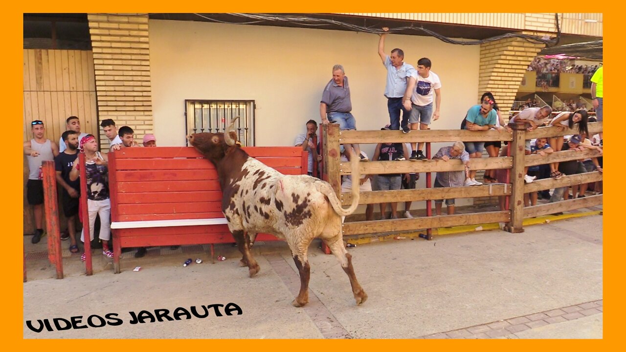 CADREITA ( NAVARRA ) TARDE VACAS CALLE ( LUNES 18 JULIO 2022 ) MERINO