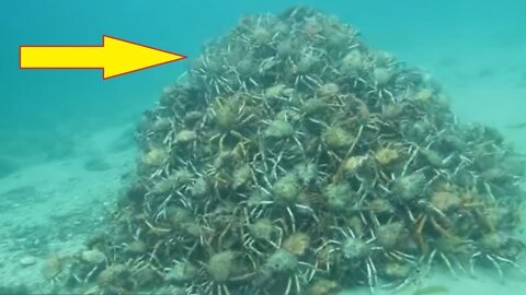 They Think Everything Is Normal Underwater Until They Spot This Pile Of Nightmares OMG