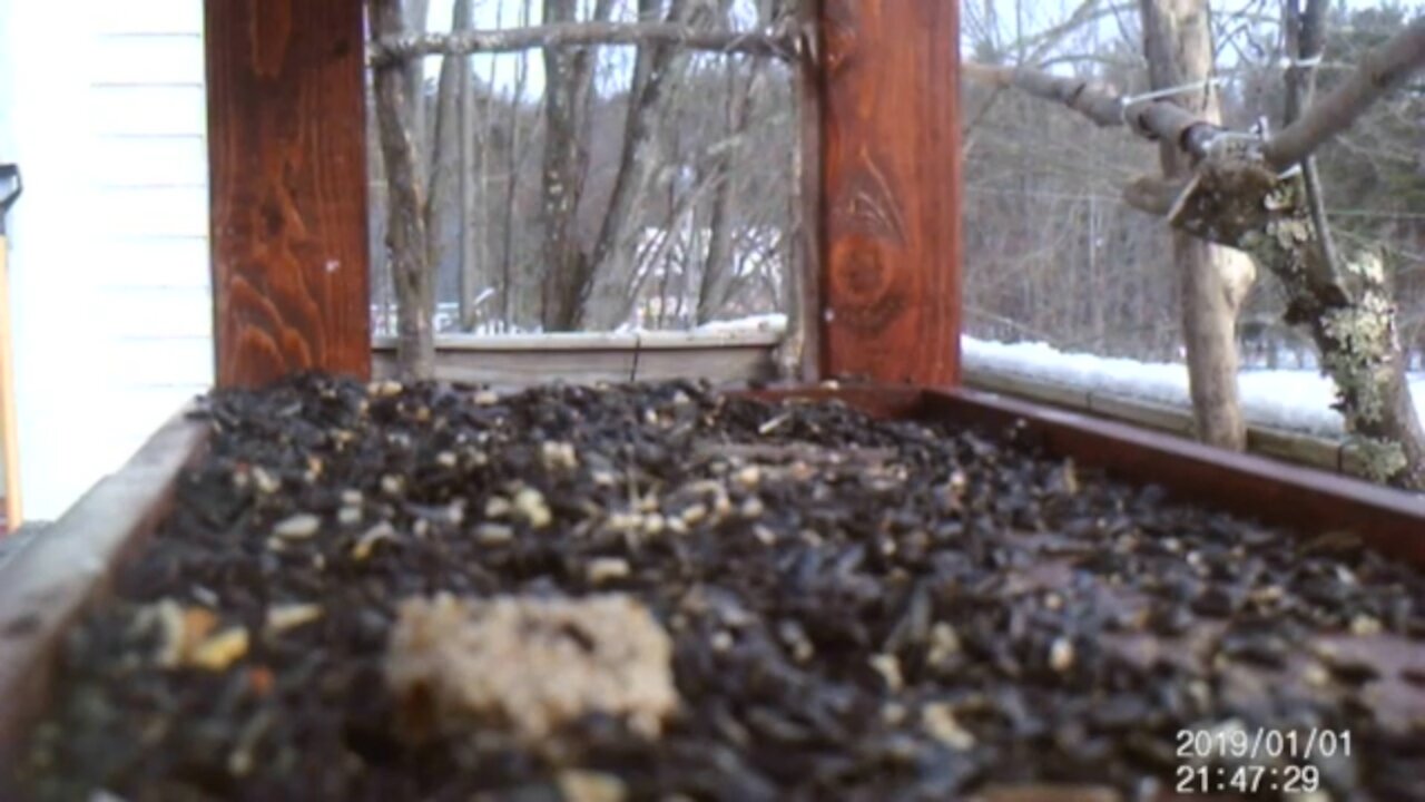 Blue Jay Scores a Big Treat