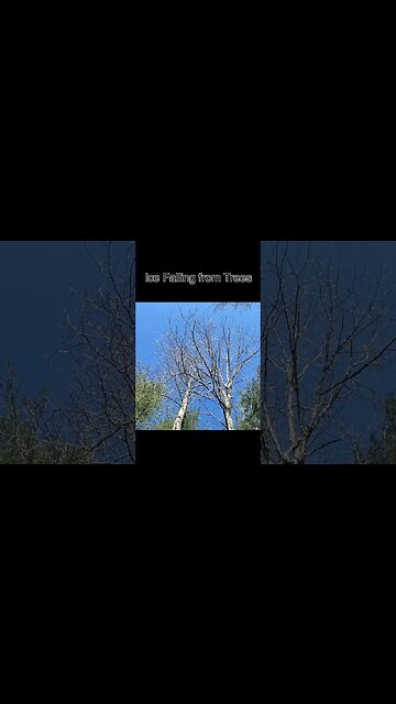 Ice falling gently from trees