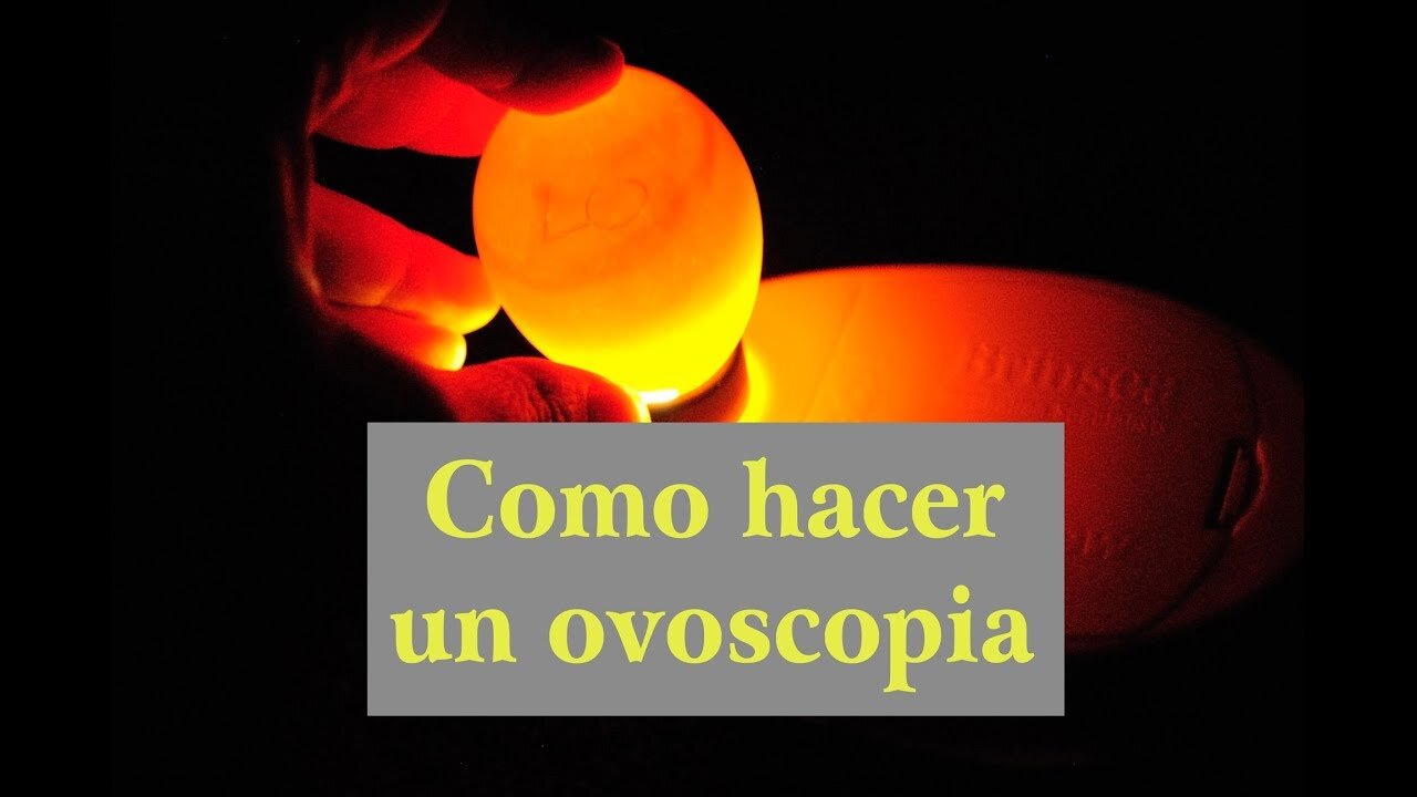 Como hacer un Ovoscopio. Comprobar si un huevo es fértil o infértil para incubar