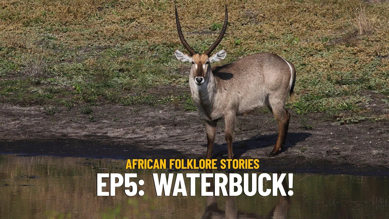 African Wildlife Folklore Stories | Ep. 5: How the Waterbuck Got its White Circle?