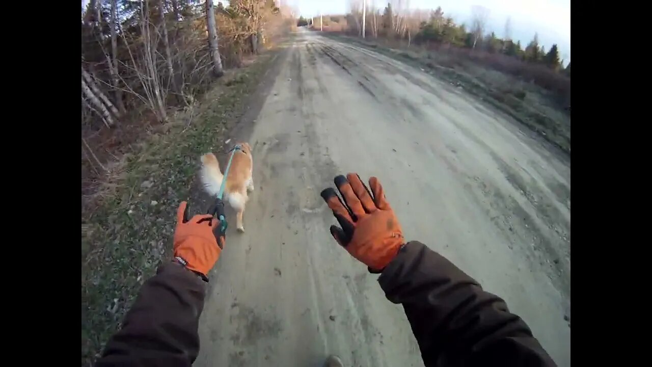 May 10th, 31º, frost again but not as heavy as yesterday, Flynn and I head North to power lines.