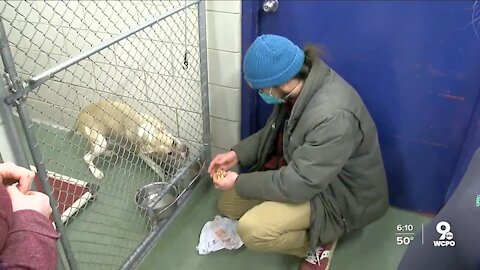 Humanitarian League donates 'special meal' to dogs and cats at Kenton Co. Animal Shelter