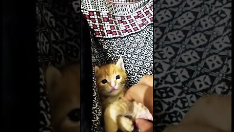 Experience The Ultimate Kaju Cleaning & Massage Technique #shorts #trending #cats #kitten #meow