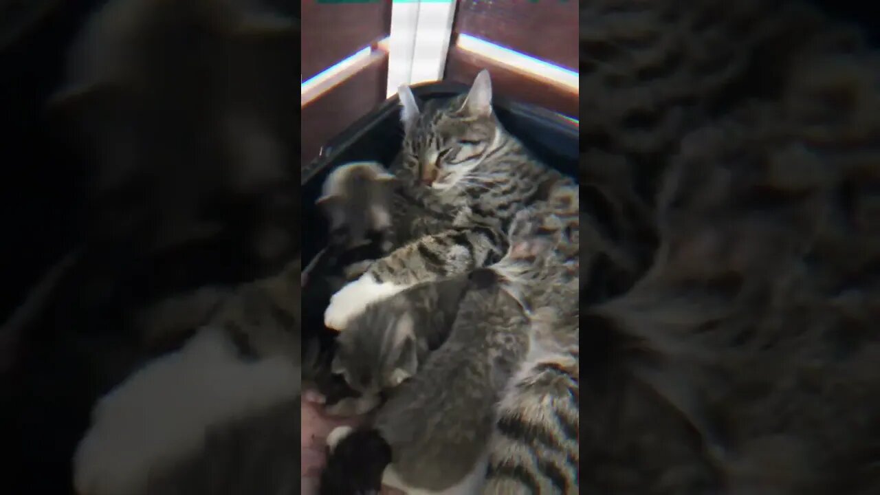 Our KITTENS Were SO TINY ! 🐱😊 #farmlife #cat #athomedog #kidsvideos #bordercollie #englishpointer