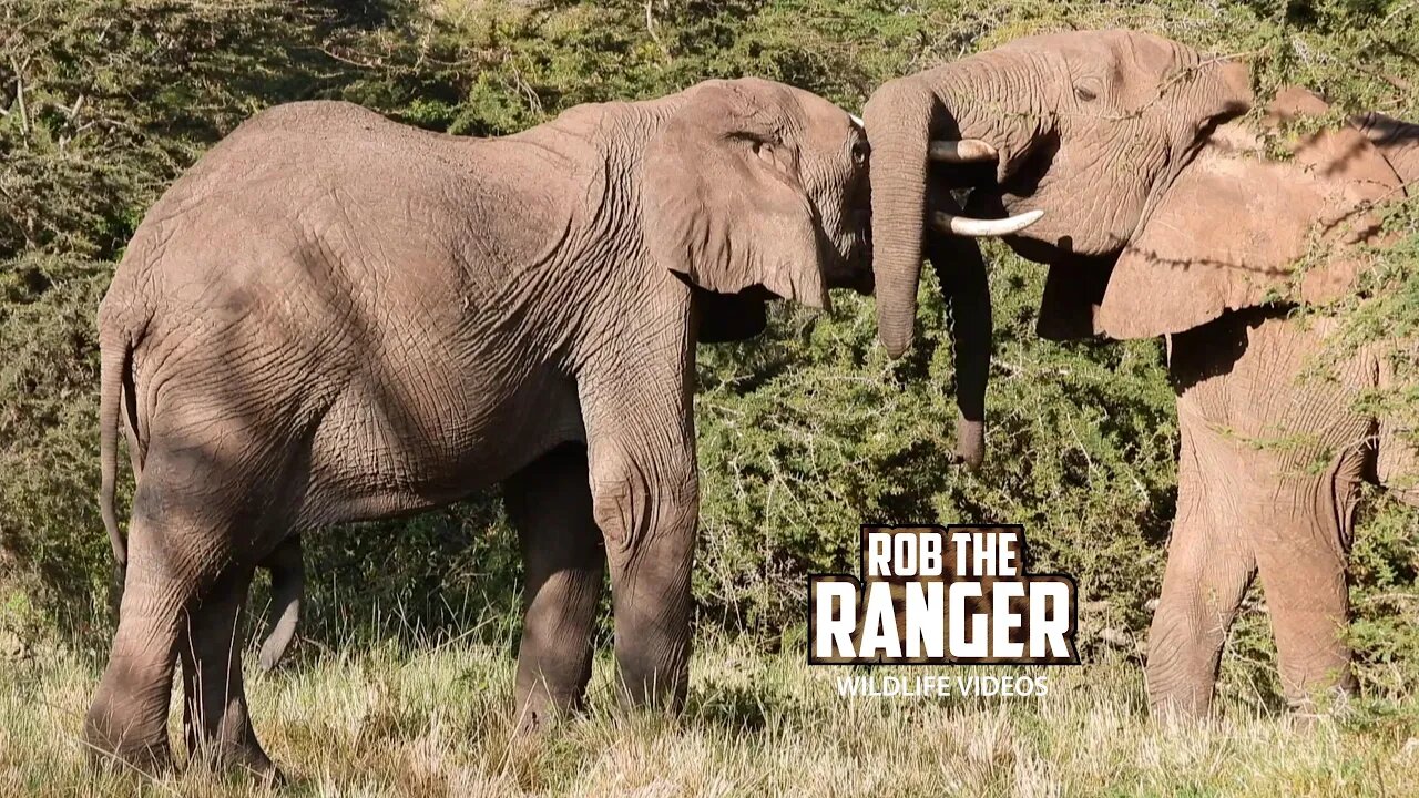 Elephant Bull Interactions | Mara North Safari | Zebra Plains On Tour