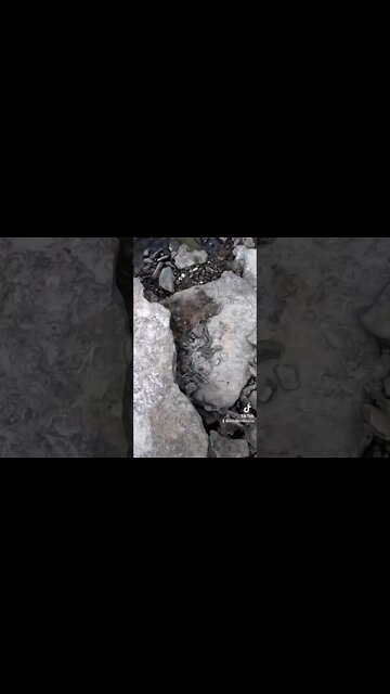 What’s under this rock??? SNAKES!!!