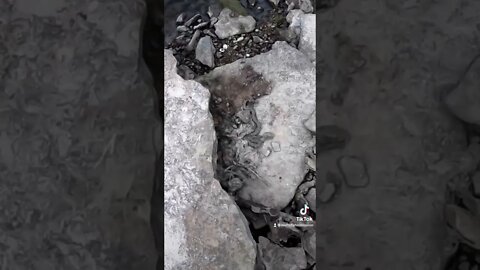 What’s under this rock??? SNAKES!!!