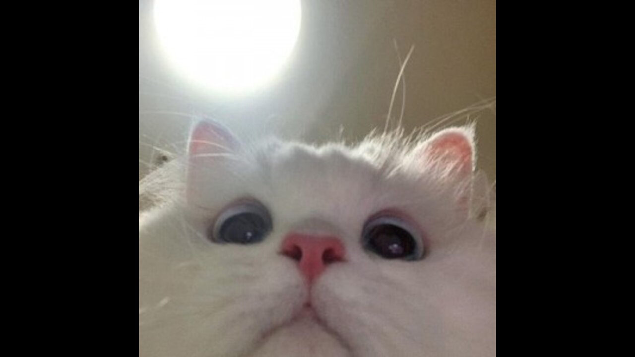 Baby Cats Cute and Funny Cat Videos Compilation 8 Aww Animals!