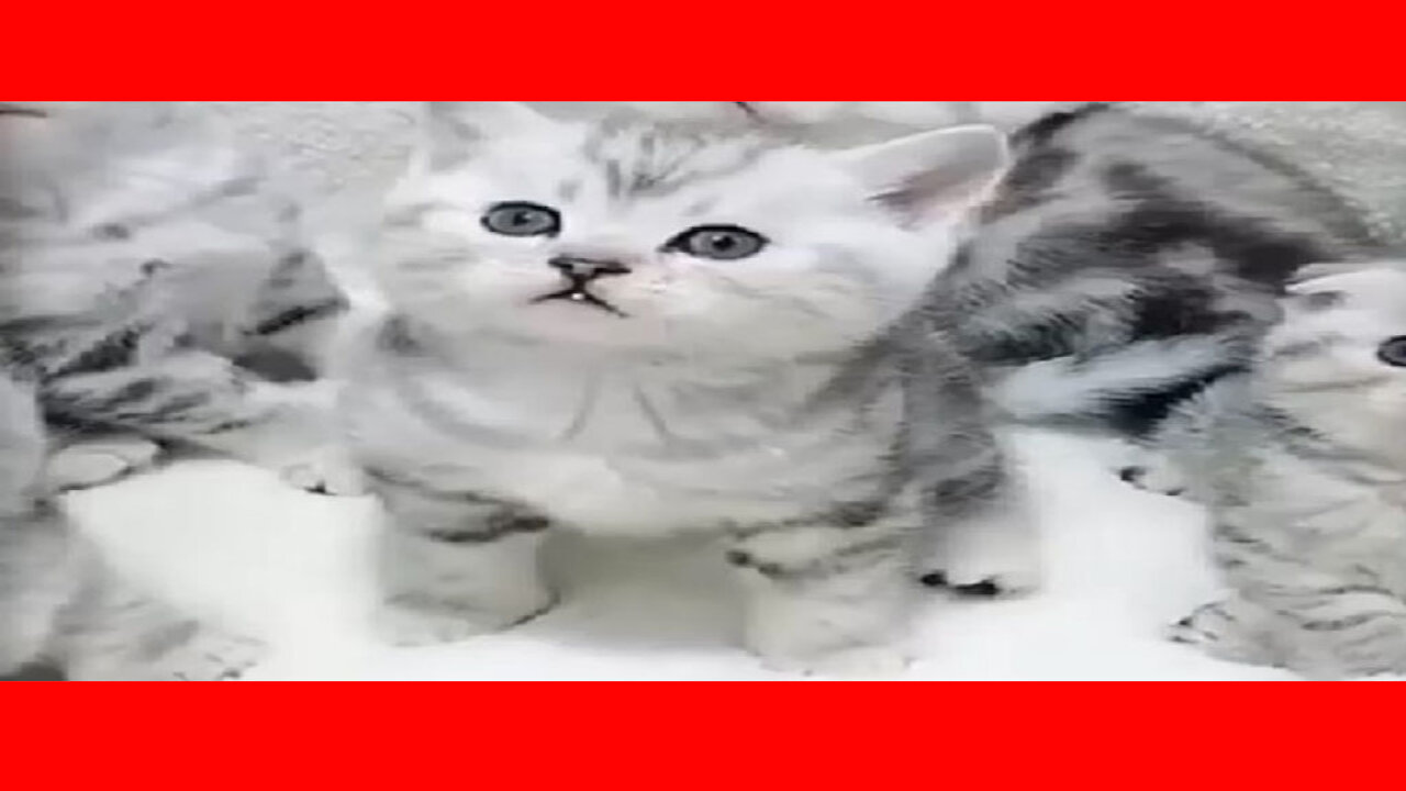 best funny animals and funny cats videos ever