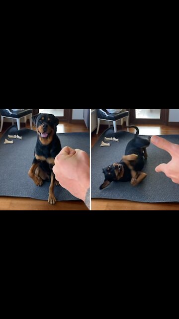 Talented Rottweiler Obeys Vast Array Of Hand Signals