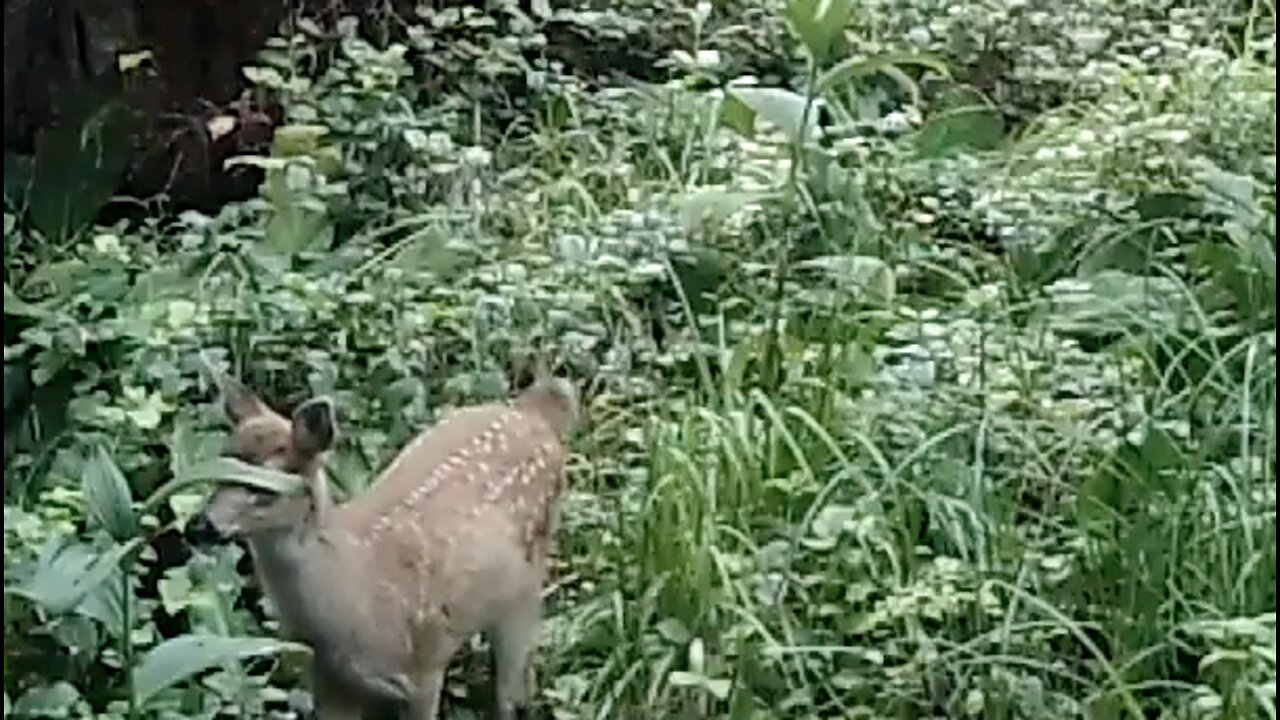 Blacktail Salad Bar, July 17-31