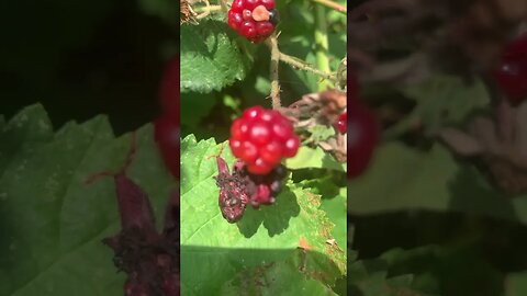 London has many raspberries-you can find them everywhere