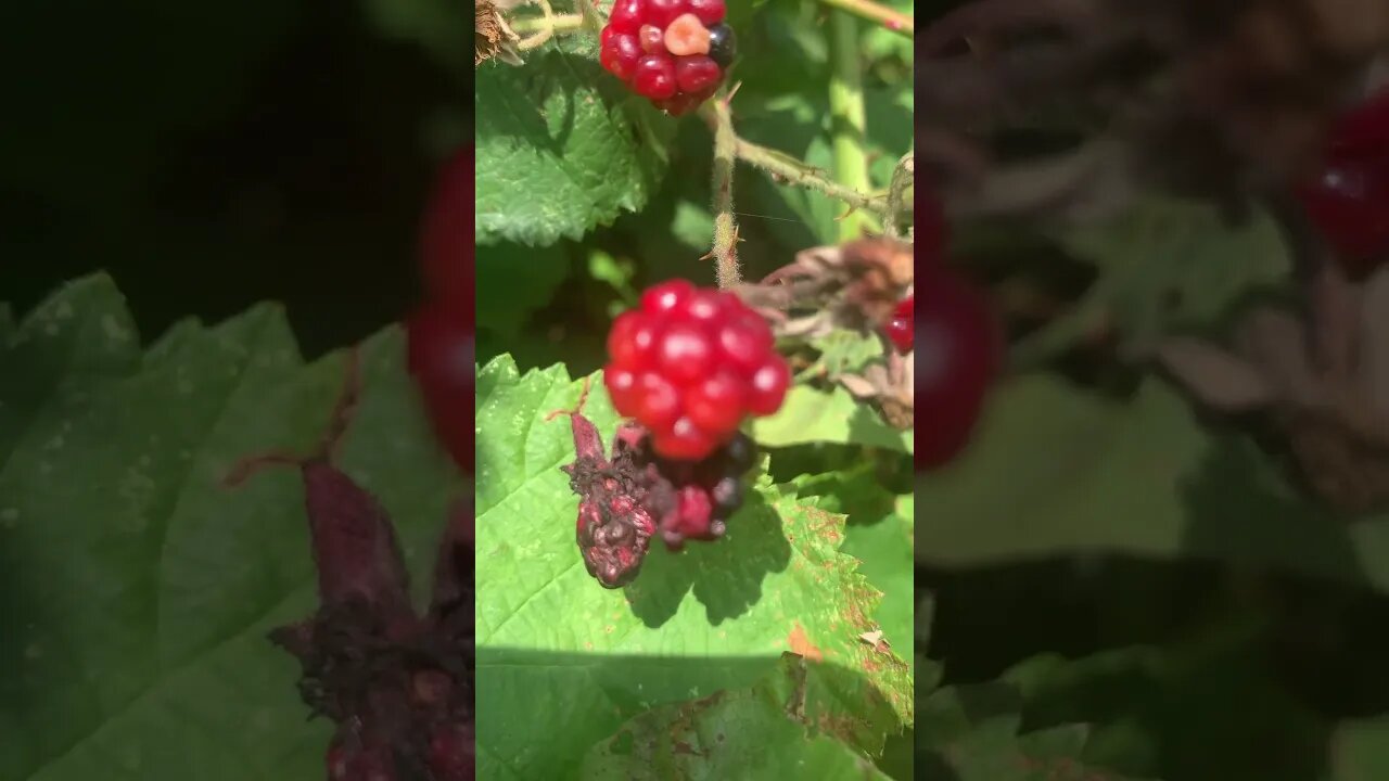 London has many raspberries-you can find them everywhere