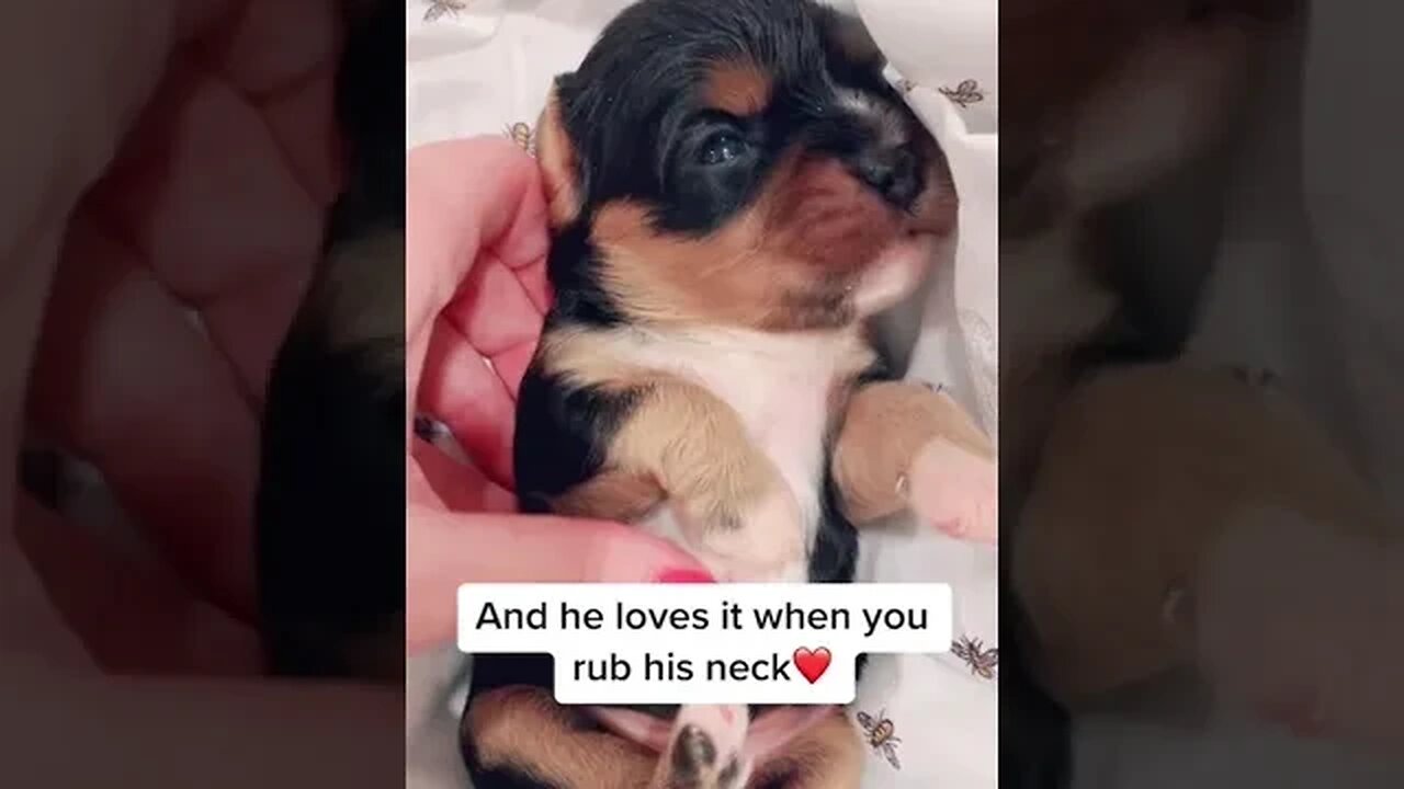 This Chunk-a-Monk is the biggest love bug ever! Oh my heart! #cavalier #puppy #puppylove #puppylife