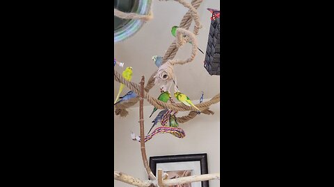 Pretty Parakeets Chirping