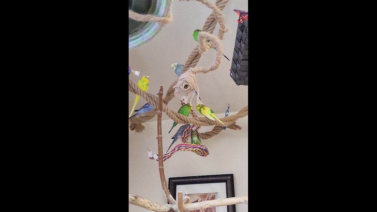 Pretty Parakeets Chirping