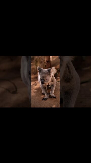 #Shorts #Koala #Peace #Love #Care