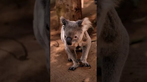 #Shorts #Koala #Peace #Love #Care
