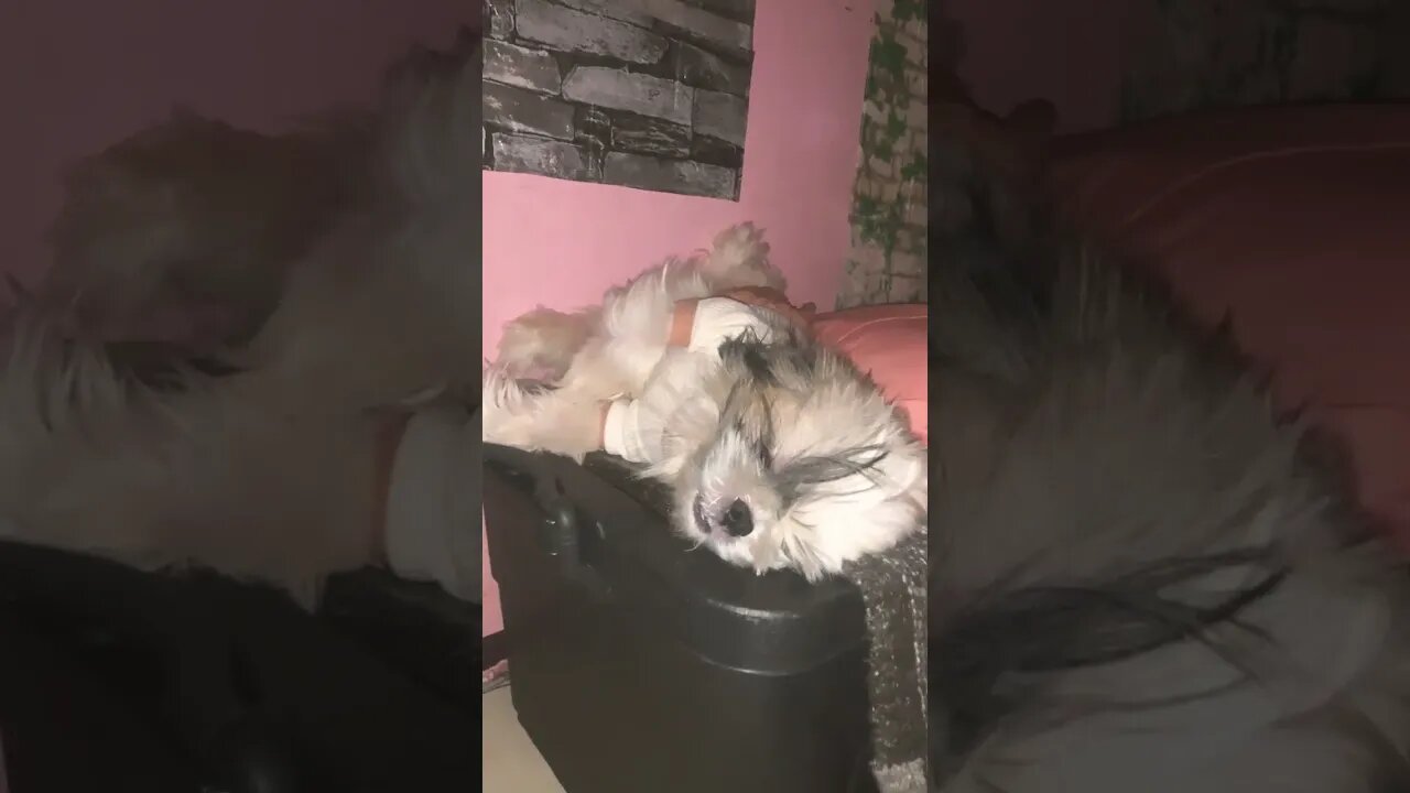 My Shih Tzu after Party πΎπΆπ΄π€