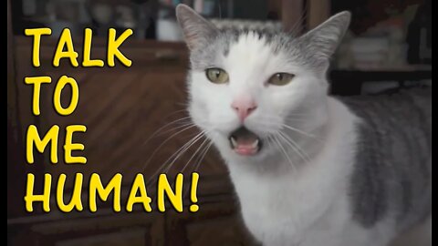 Funny talking cats!! These cats can speak english better than hoomans.