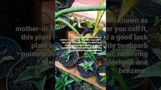 snake plant a lucky plant