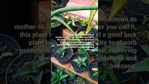 snake plant a lucky plant