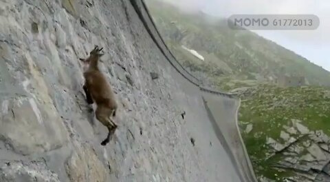 A goat that can only climb the wall.