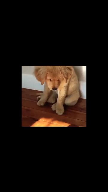 So adorable puppies #shorts #foryou #viral #foryoupage