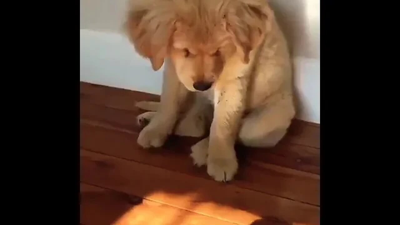 So adorable puppies #shorts #foryou #viral #foryoupage