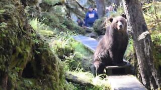 Um encontro com um urso muito pouco assustador!