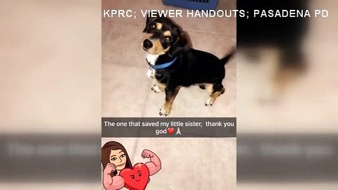 Pet beagle saves 11-year-old by biting would-be abductor