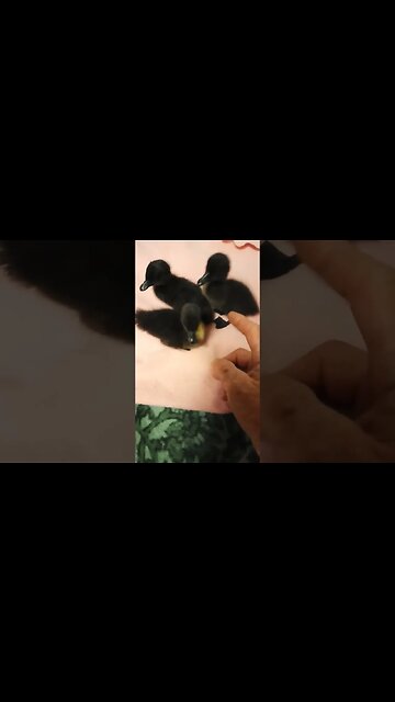 3 Cayuga Ducklings, 3 days old
