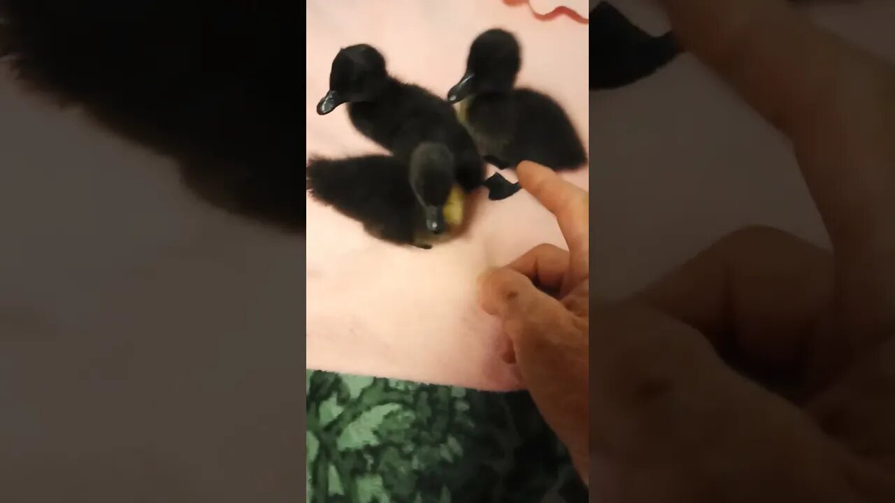 3 Cayuga Ducklings, 3 days old