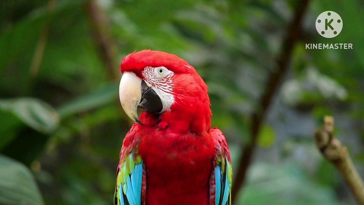 A Red Parrot | Nature glimpse | nature's glare | Relaxing Nature Whispers