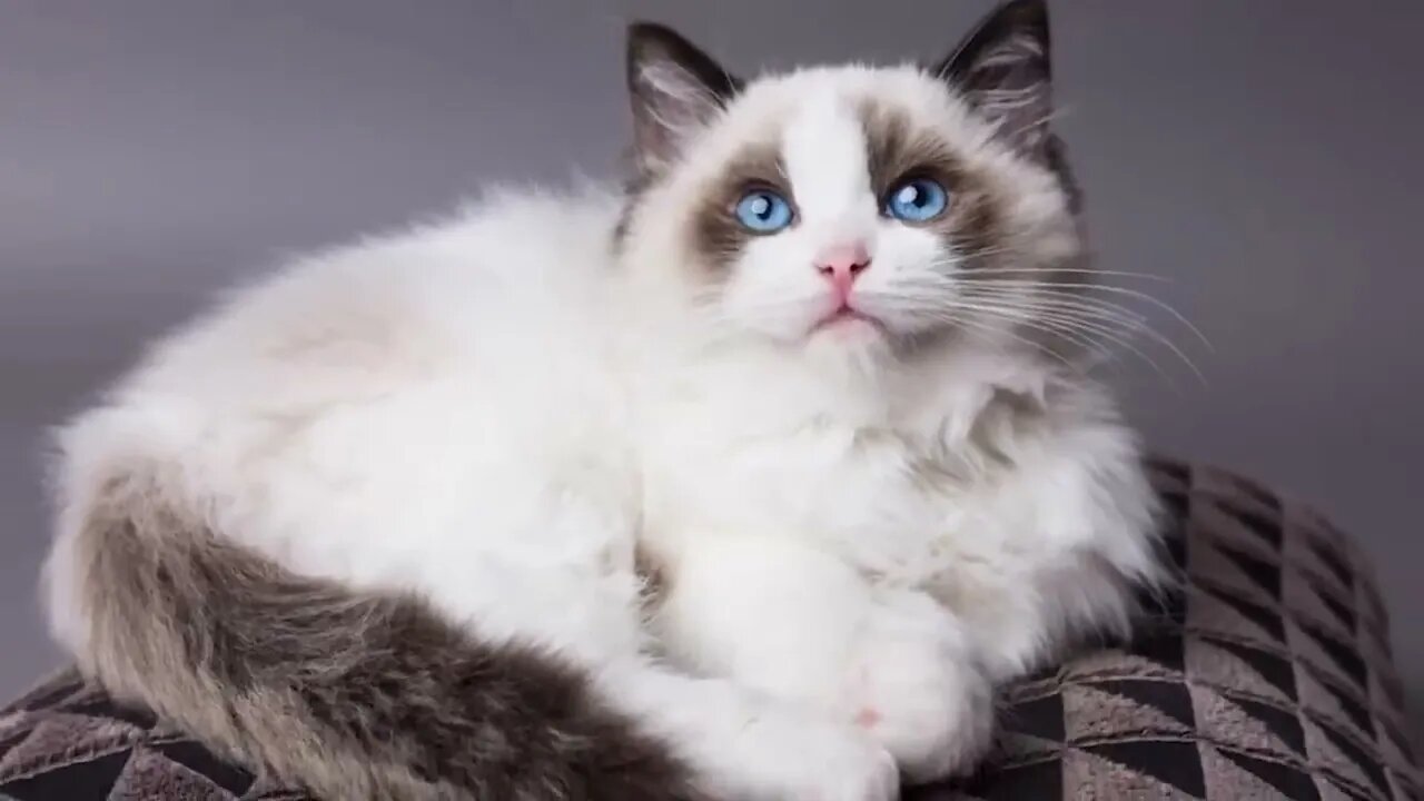 The BIGGEST CAT BREEDS In The World