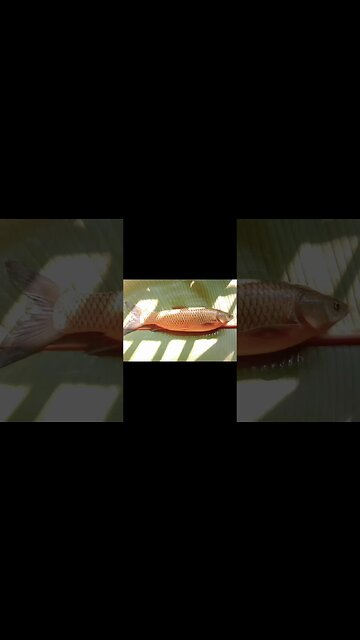 😍🐟🐟@BENGALCOOKING #shorts #youtubeshorts #viral #viralshorts #fish #cook #trending #trendingshorts