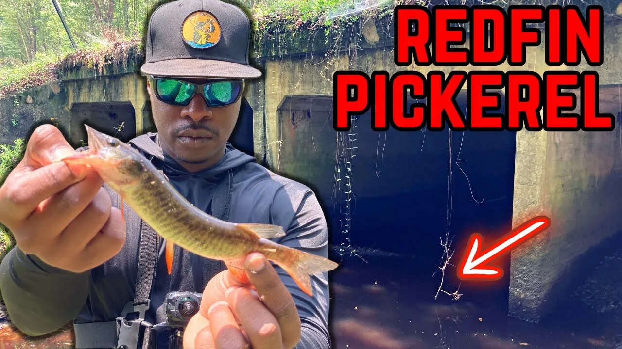 Throwing Rooster Tails for Redfin Pickerel in Georgia Swamps!!!