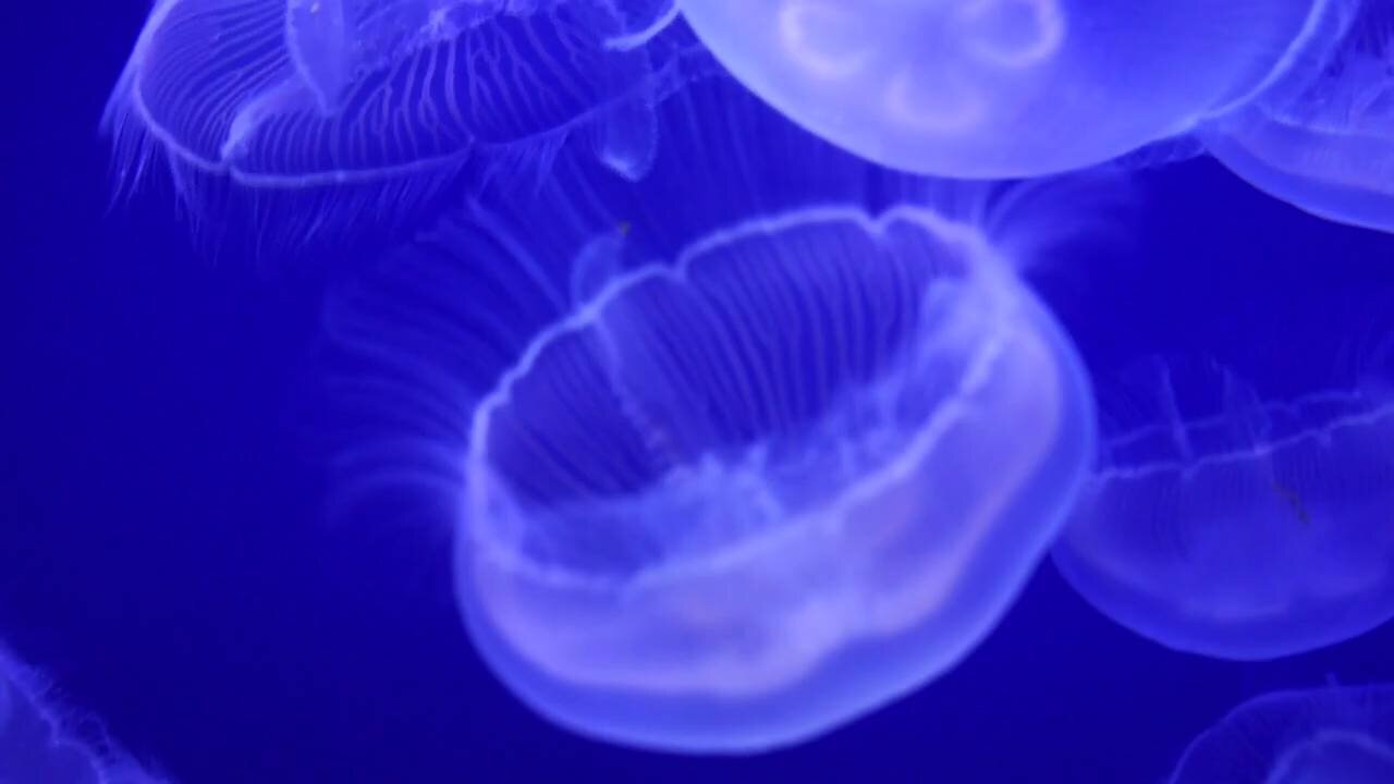 Beautiful jellyfish video