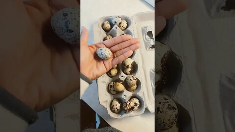 QUAIL EGGS🥚 #fresheggs #quail #homestead #neighbors #happy #farmanimals #fy #fyp #farmtotable #eggs