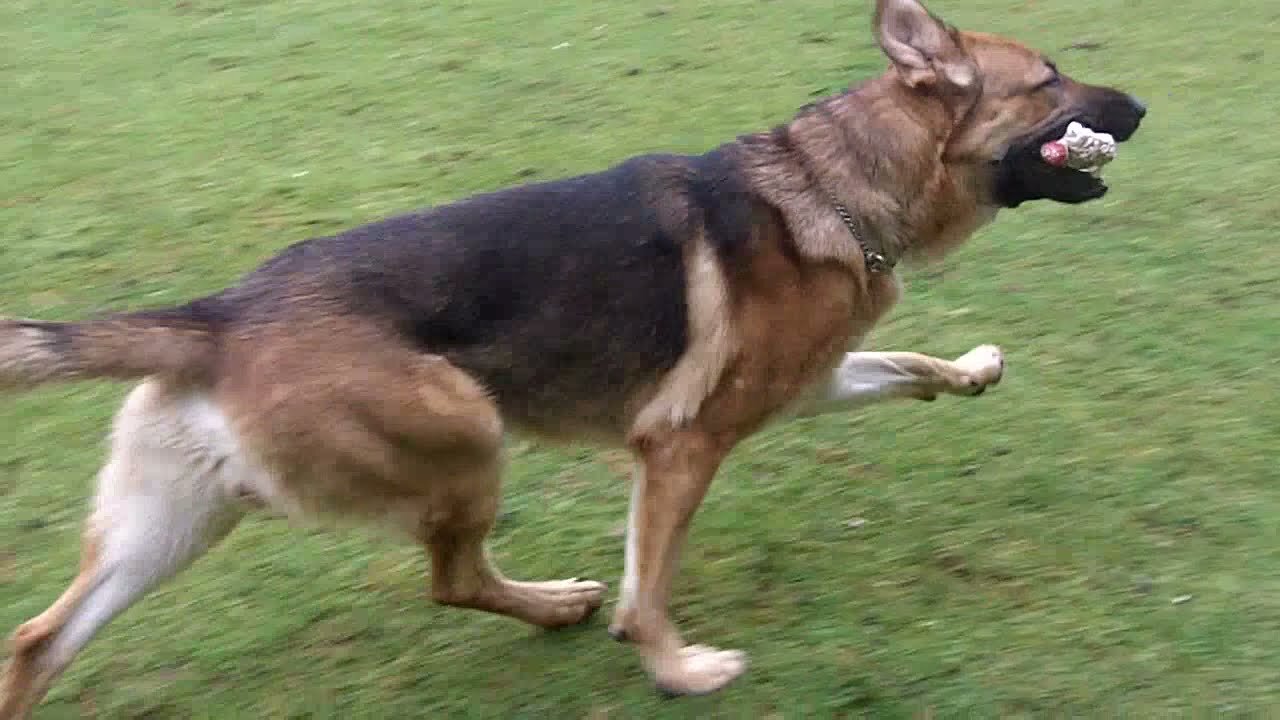 Rescue German Shepherd playing with owner