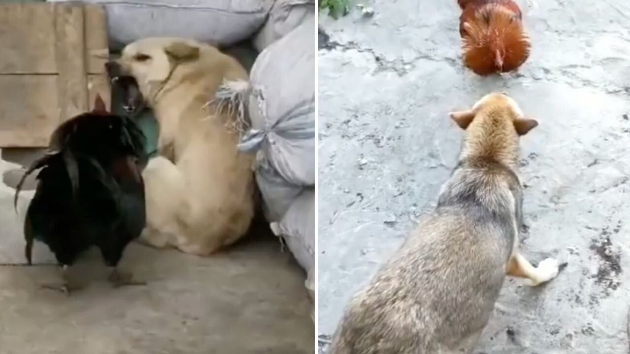 Dog VS Chicken Fight | Funny Dog Fight Video