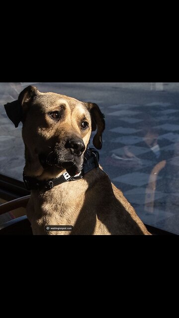 Herman the Turkey Dog