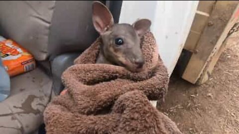 Famoso salva canguru bebé de incêndio na Austrália