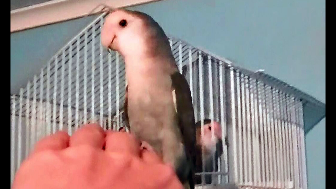 IECV PBV #60 | 👀 Pearl Don't Want Mallet Today, Bert Does , And Daisy is hanging in there 4-15-2015