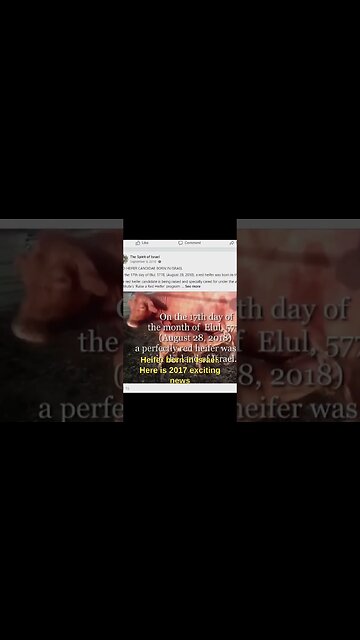 The Red Heifer is Finally Here!!! Again #shorts